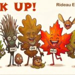 Look up! Rideau Eco-Literacy Workshop